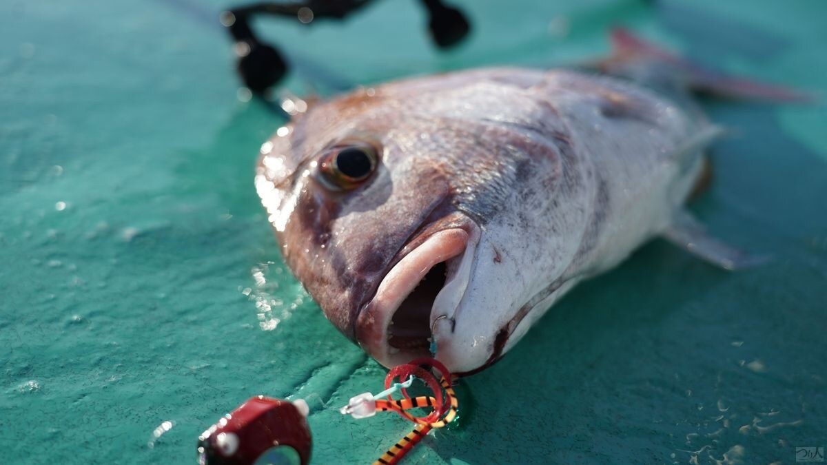タイラバが釣れない原因とは？船長直伝の基礎から学ぶ上達の近道